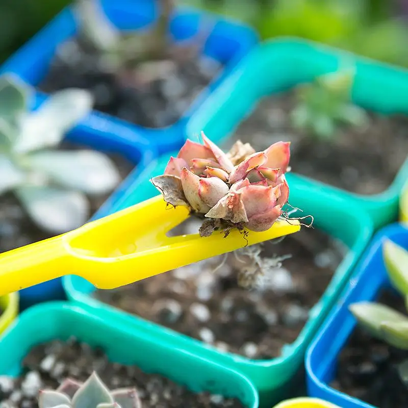 1/10Pcs Sowing Succulents Tran - Succulent Set recension och pris