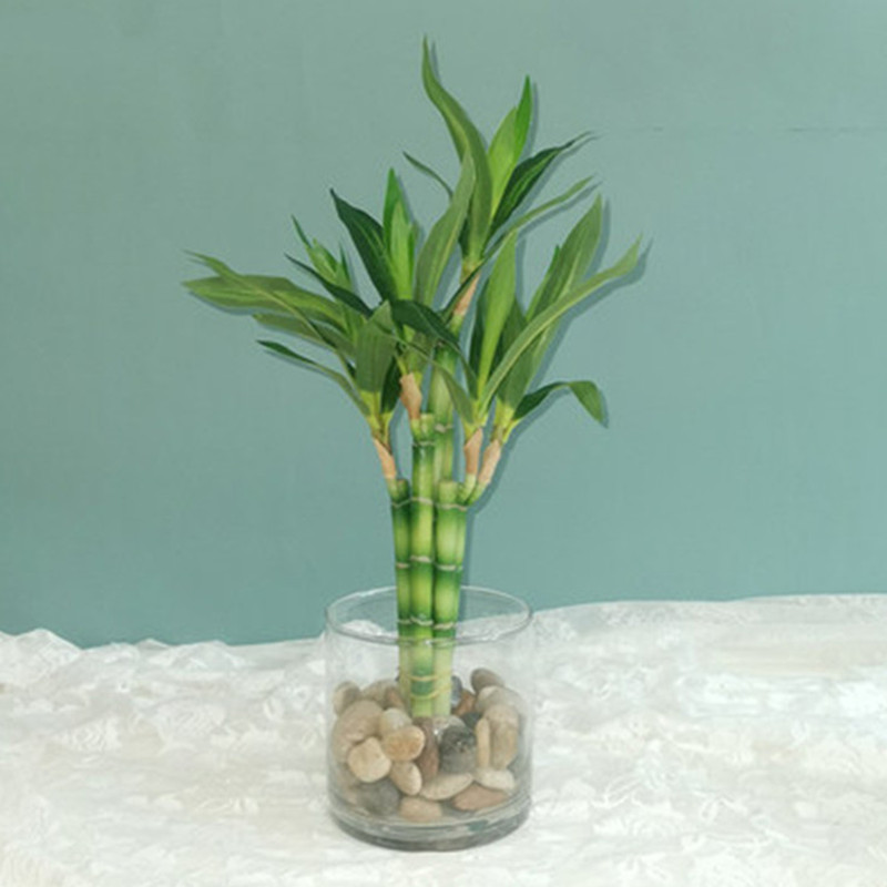 New 40cm Artificial Lucky Bamb - Snake Plant recension och pris