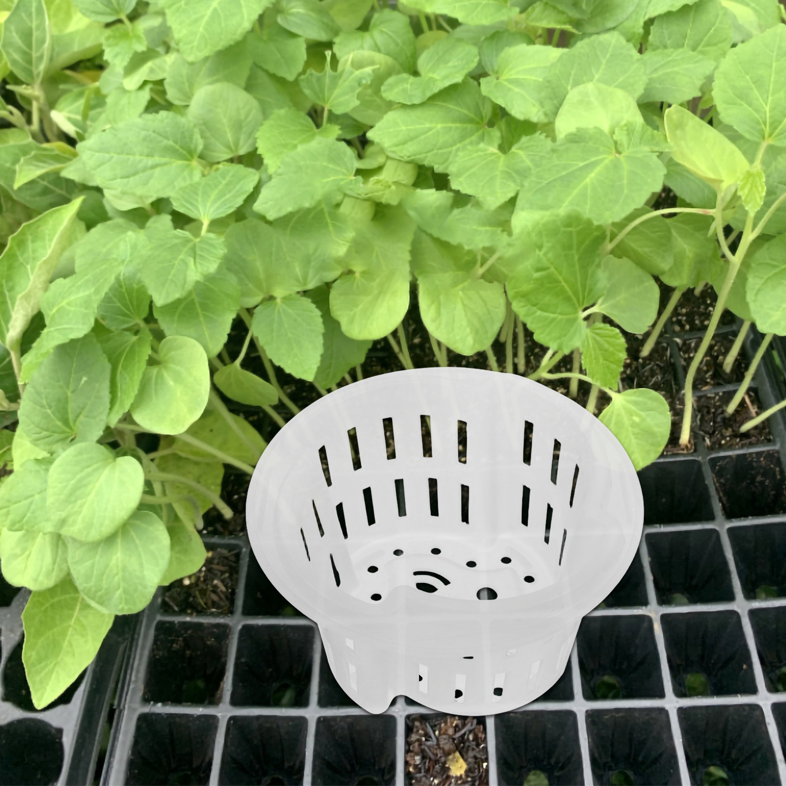 4Pcs Hydroponic Vegetable Cult - Plant Pot recension och pris