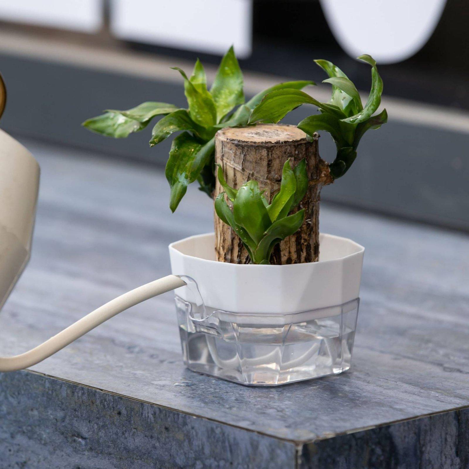 Hydroponic Vase Two Layer Self - Plant Pot recension och pris