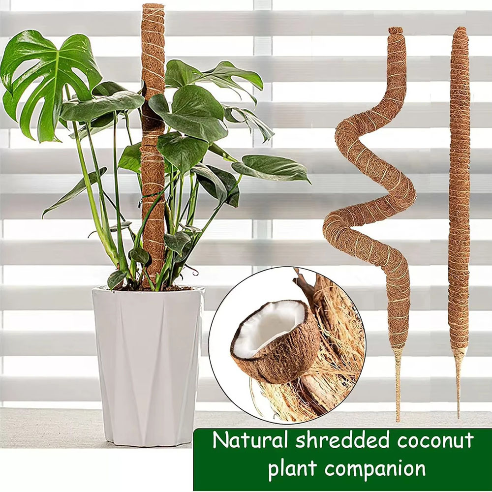 Horticultural Coconut Palm Sti - Pothos recension och pris
