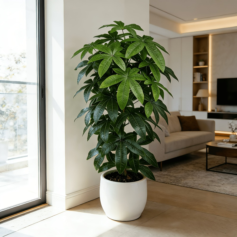 An Artificial Money Tree Pachi - Snake Plant recension och pris